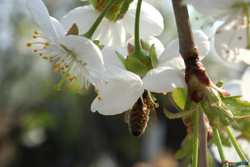 Biene, die versteckt in der Blume №20513