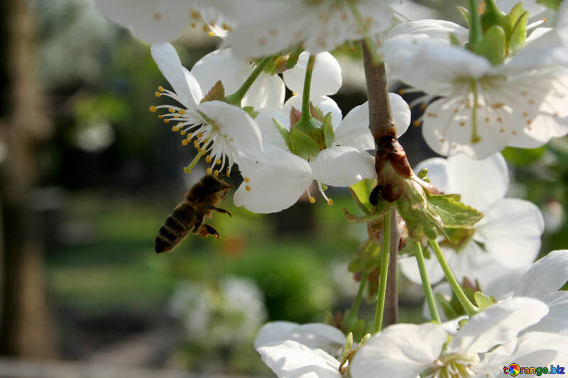 Бджола біля квітки №20517