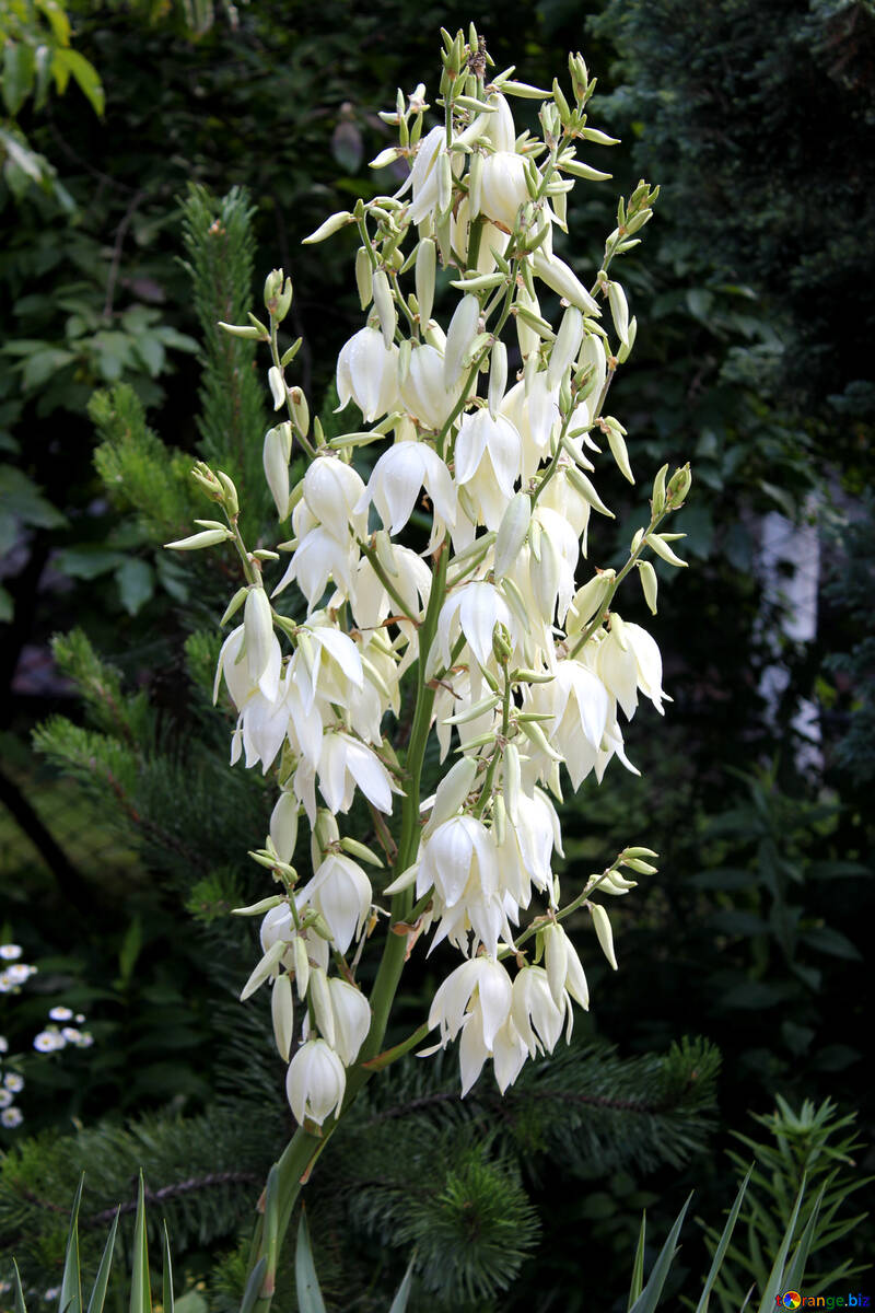 庭の花 無料の写真 背の高い白い花 無料の写真 公園 670 Torange Biz