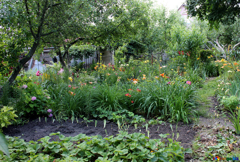 Flower bed at the cottage №20573