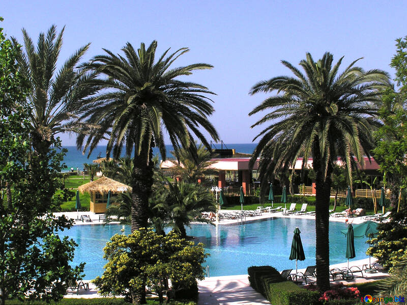 Palm trees near the pool №20782