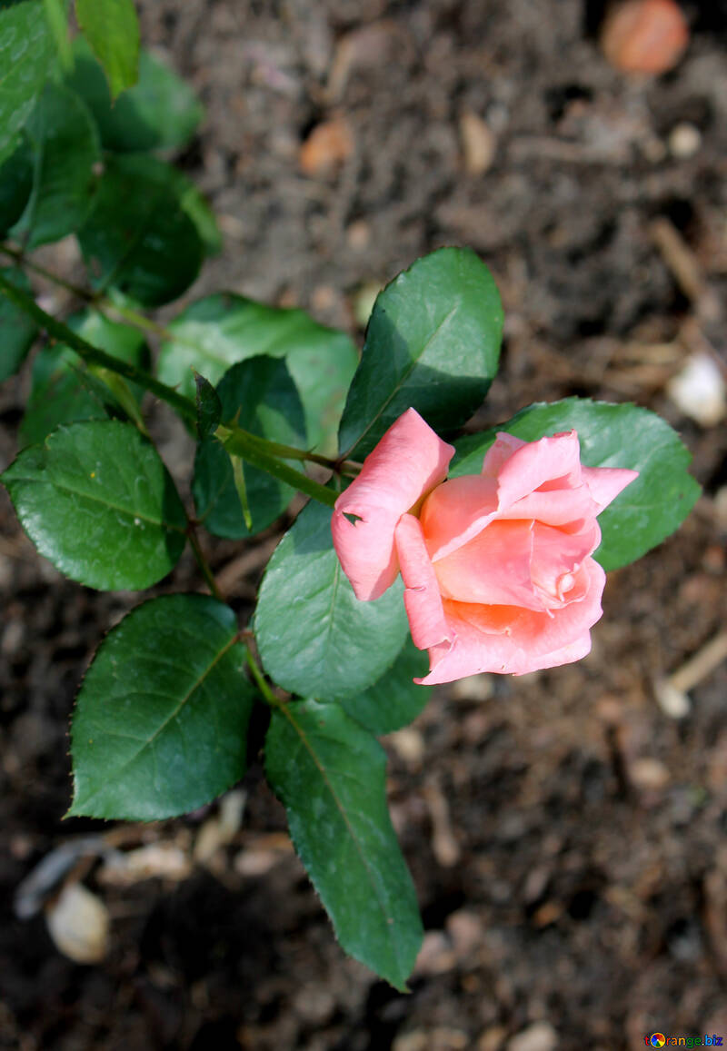 Zarte Rose №20655