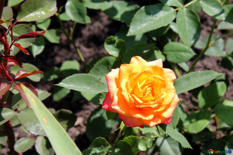 Rosa amarilla №20647
