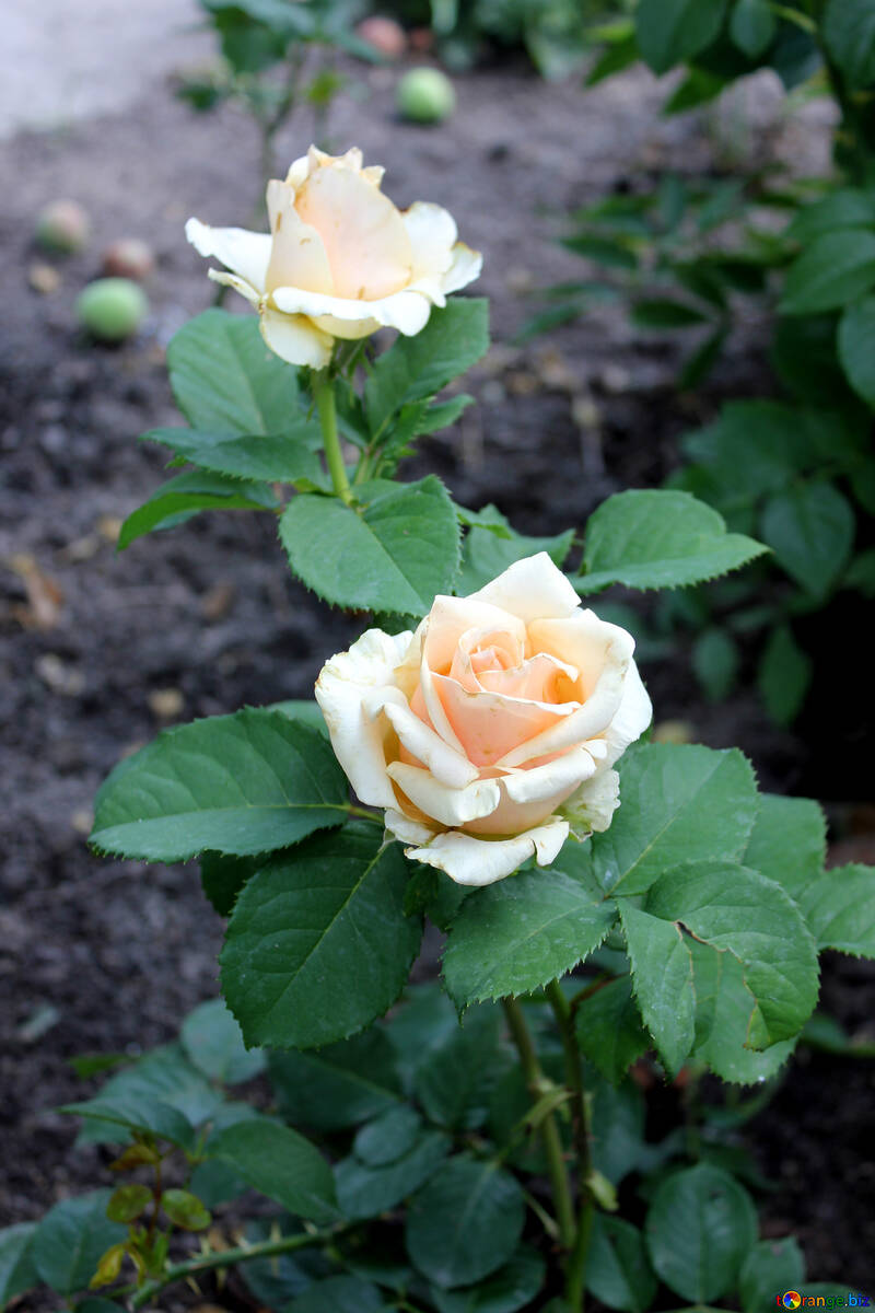 White rose in the garden №20629