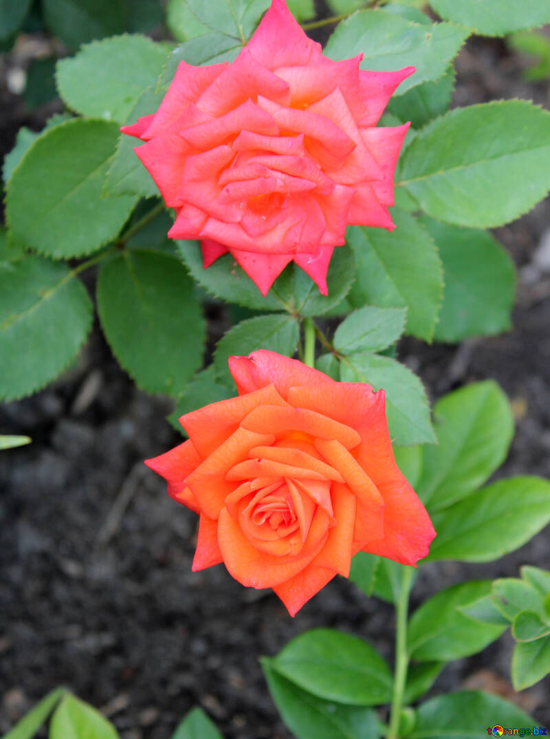 Roses dans le jardin №20628