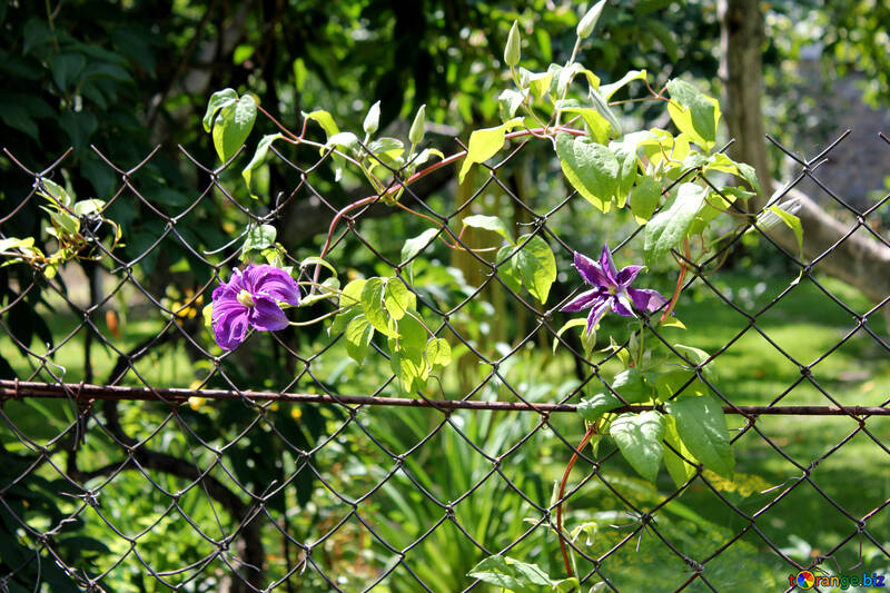 Flowering vine on the fence №20619