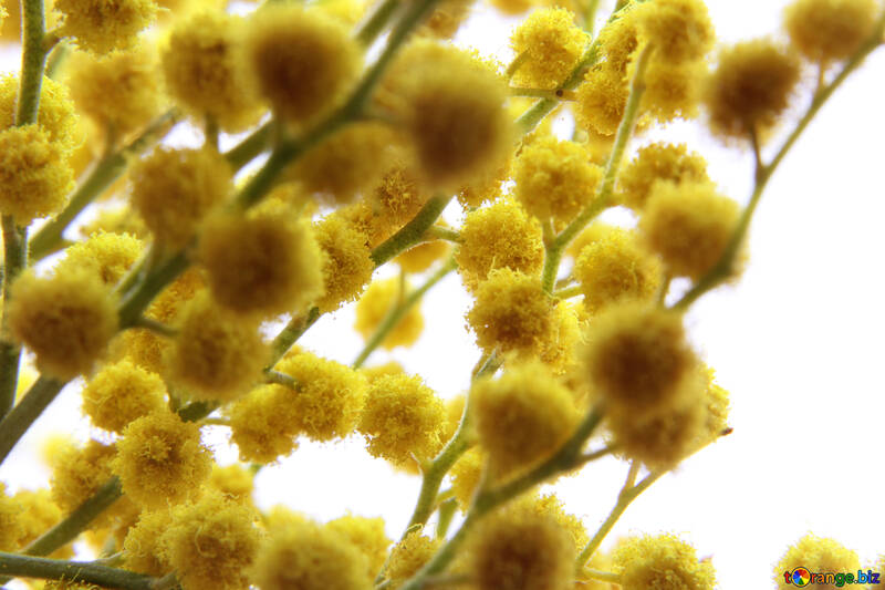 Bolas de flores amarelas №20483