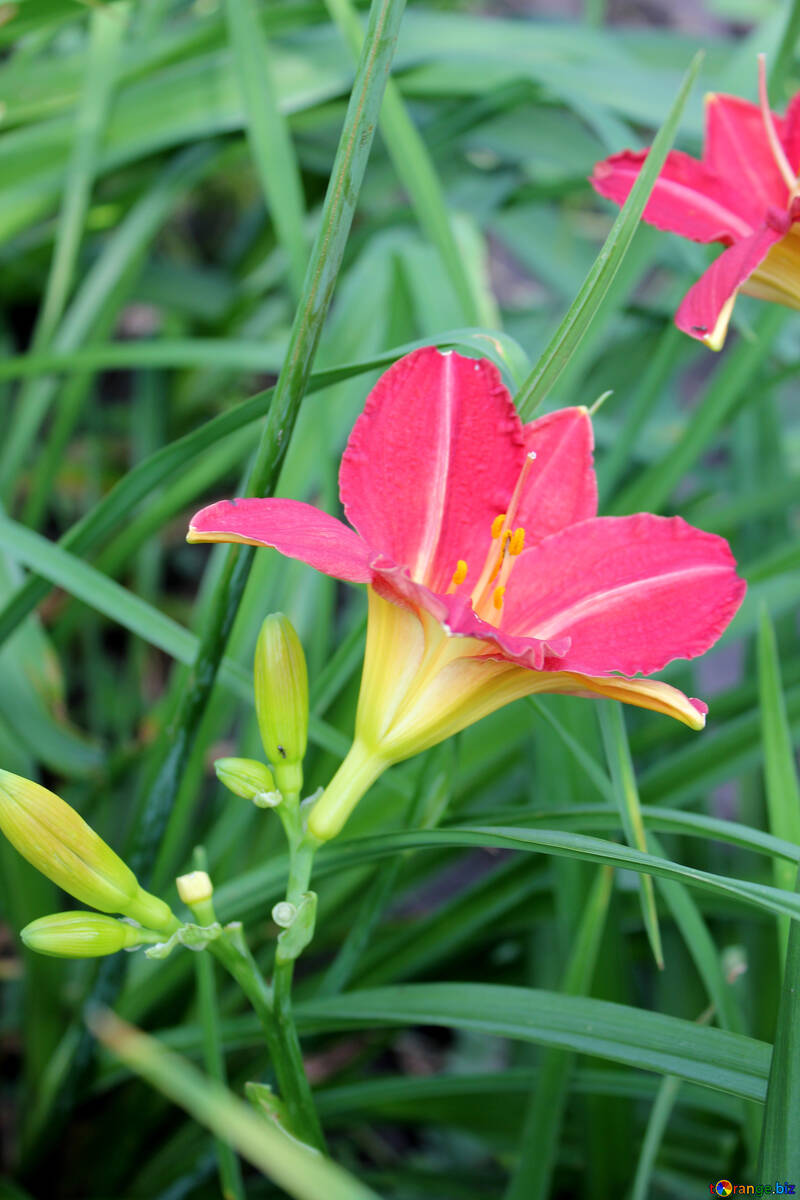 Day-lily №20583