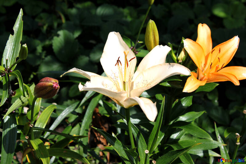 Garden lilies №20621