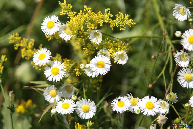 As chamomile flower with thin petals №20339