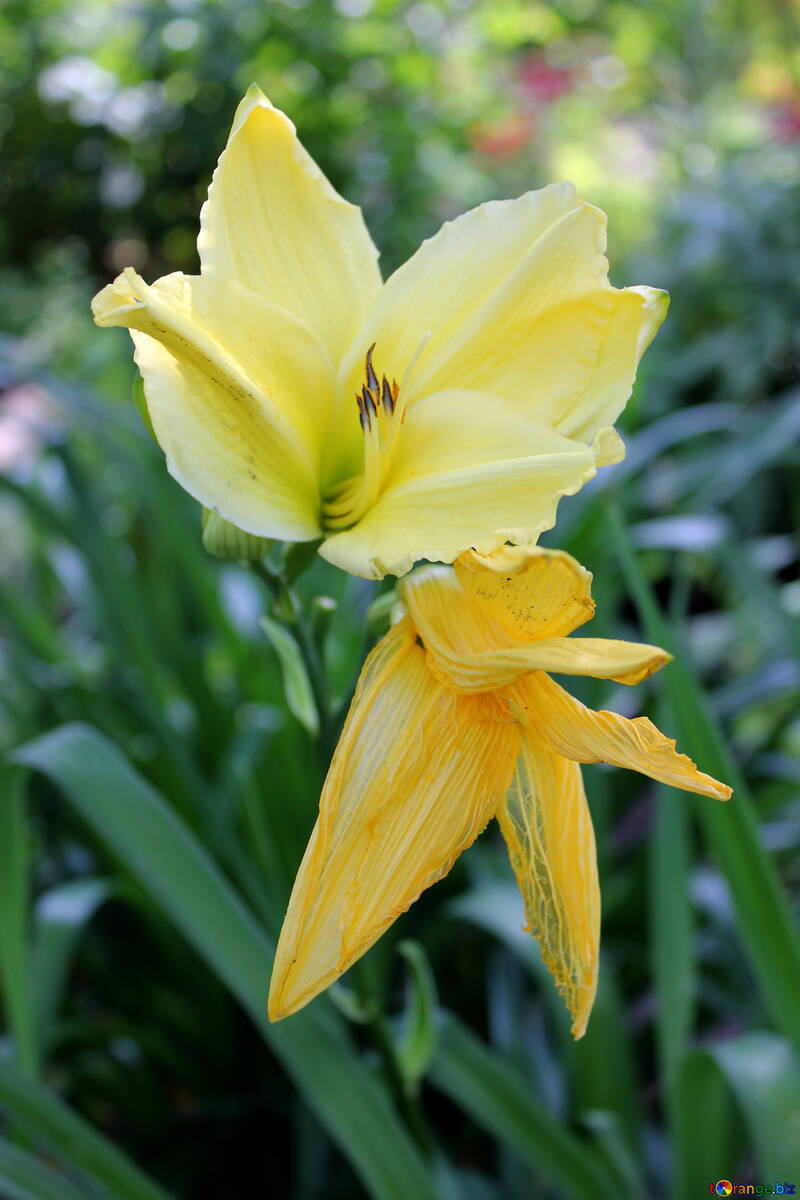 Bright Lily №20580