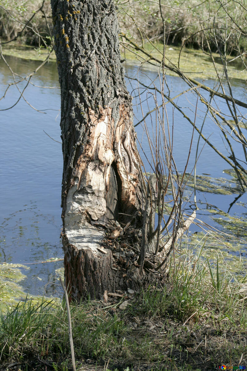 Gnawing beaver tree №20399