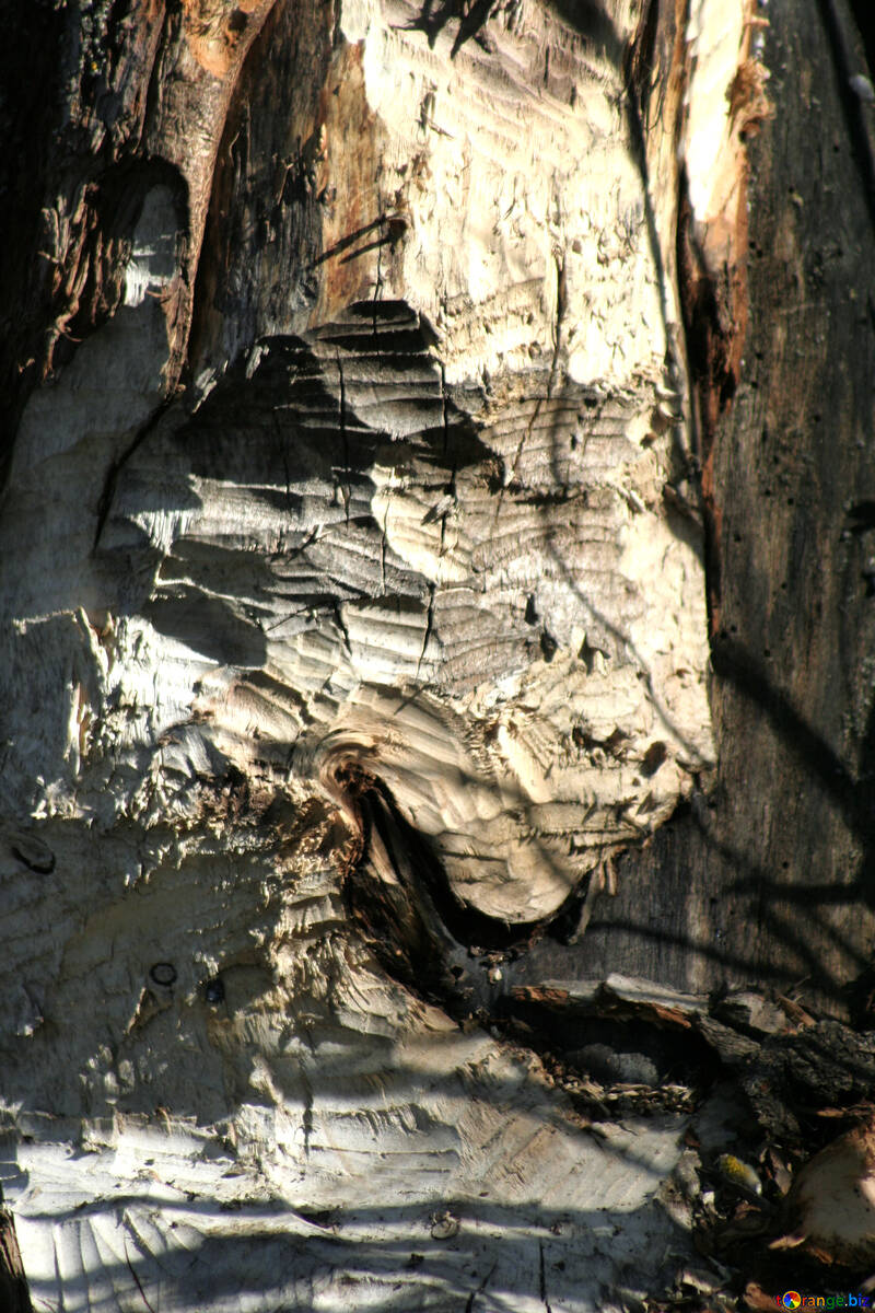 Beaver teeth marks on the tree №20398
