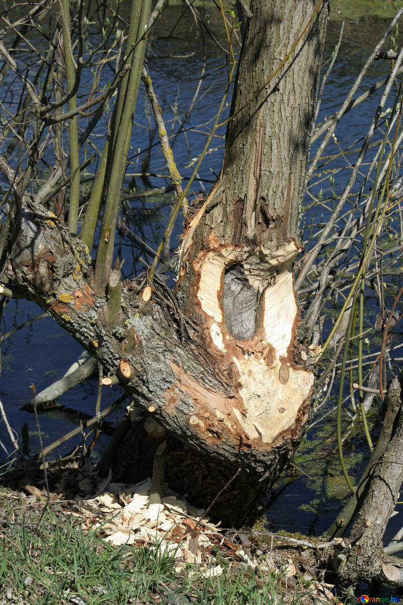 Beavers gnaw trees №20396