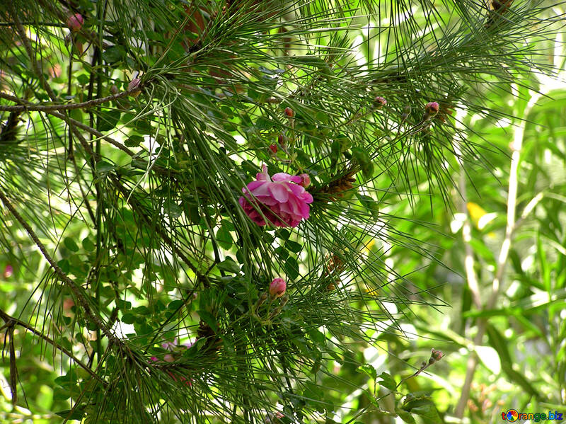 Flower on pine tree №20963