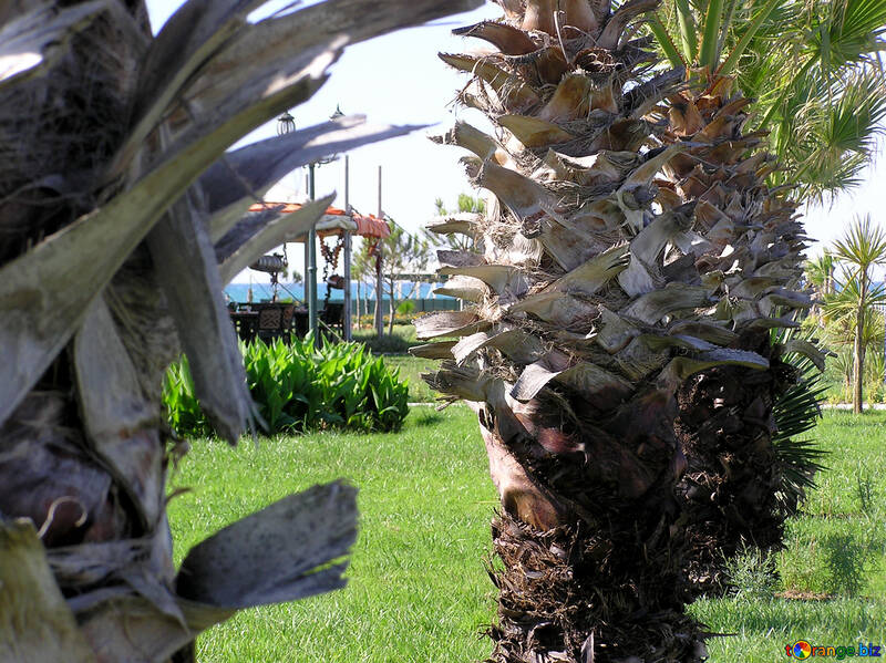 Giardino delle palme №20881