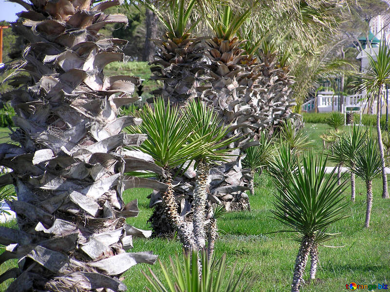 Palm Garden №20855