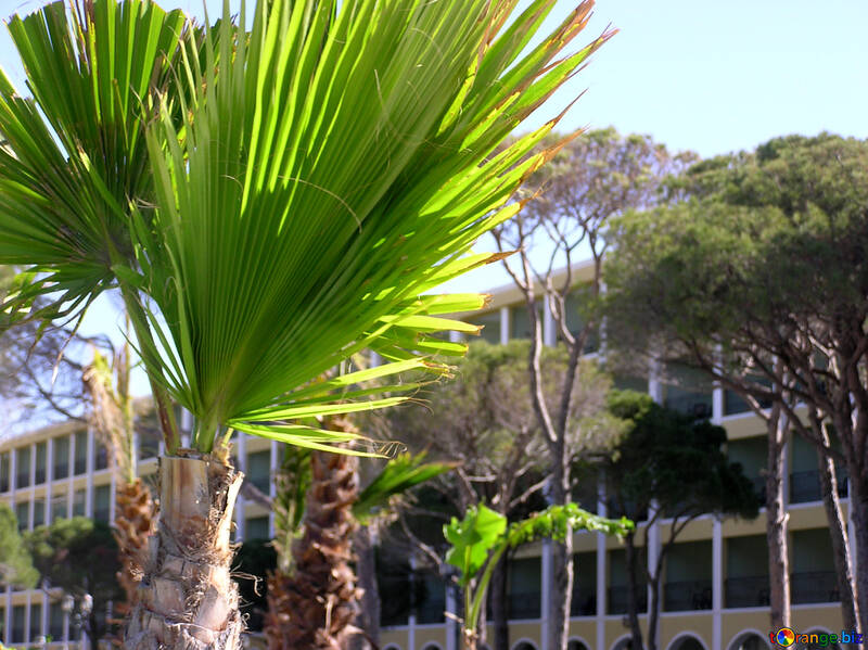 Palm trees on the site №20849