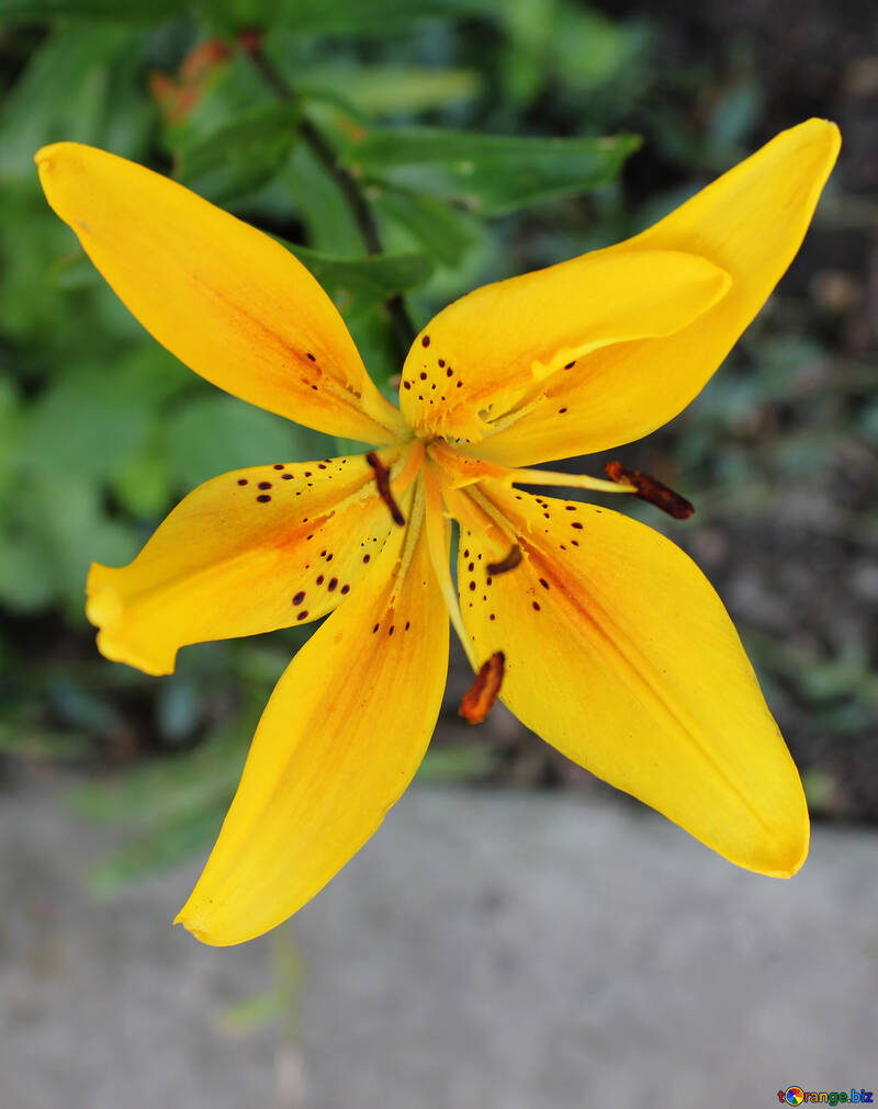 Yellow lily №20651