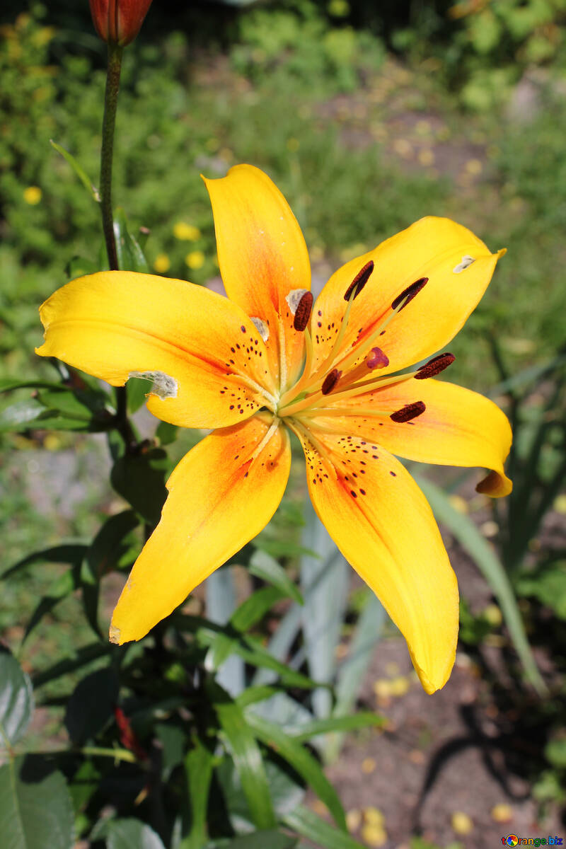 Yellow lily flower №20617