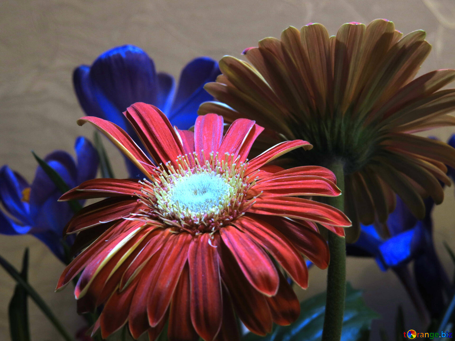 花ガーベラ 無料の写真 ガーベラの花束 無料の写真 花束 Torange Biz
