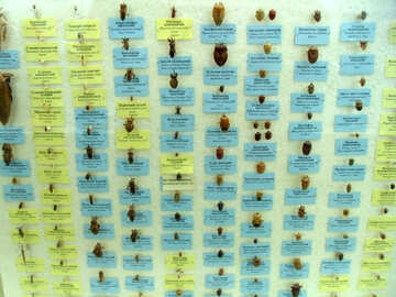 Coleção de besouros Percevejo №21379