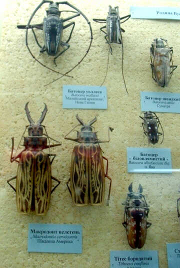 Enormous beetles №21375