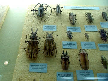 Escarabajos grandes №21376