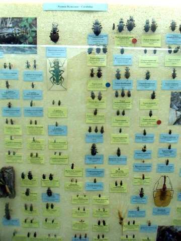 Beetles ground beetles №21378