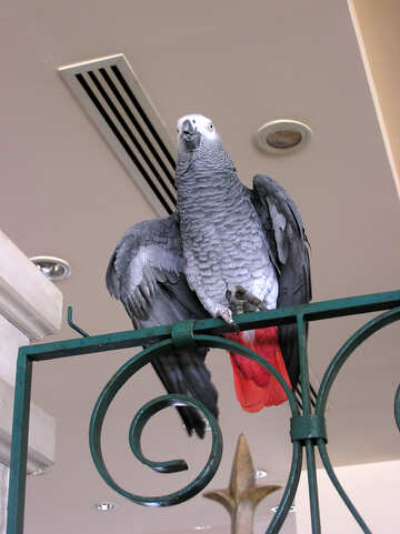 Jaco parrot №21692