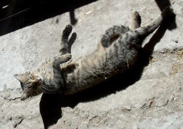 Кішка гріється на сонці №21506