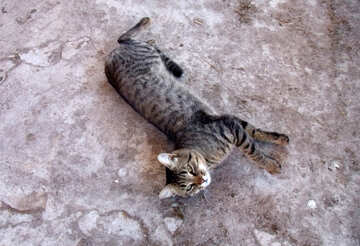 Кішка лежить на бетоні №21513
