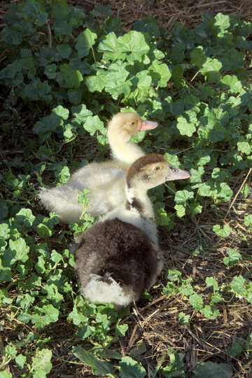 Duck chicks №21859