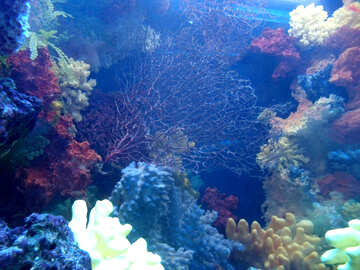Corals in the aquarium №21429