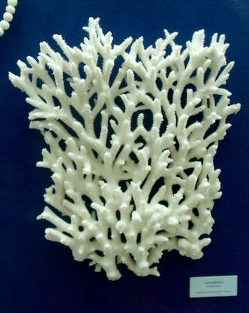 Corales №21399