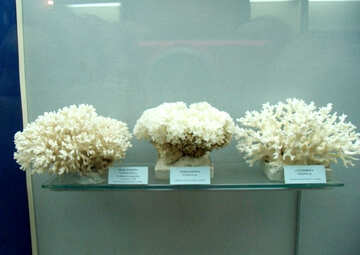 Verschiedene Korallen №21397