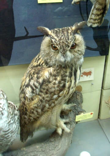 Bird stuffed owl №21300