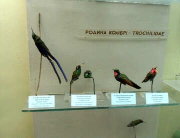 Vogel stopfte Kolibris №21297