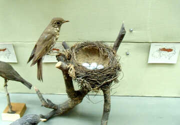 Pájaro embalsamado en el nido №21289