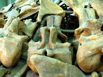 Los huesos de animales antiguos №21488