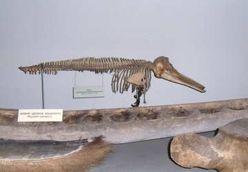 Dolphin skeleton №21454
