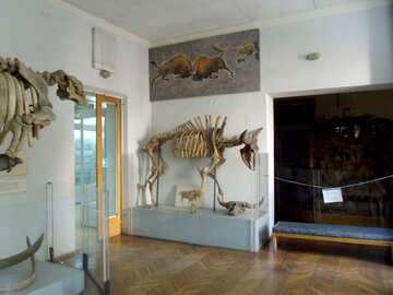 Skeleton in the museum №21475