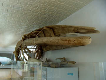 Esqueleto de baleia de esperma №21468