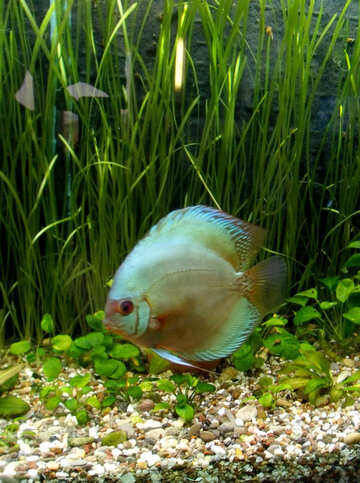 Große Fische in einem aquarium №21437