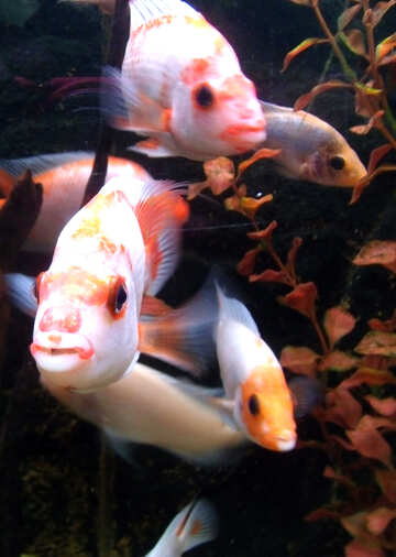 Colored fish №21443