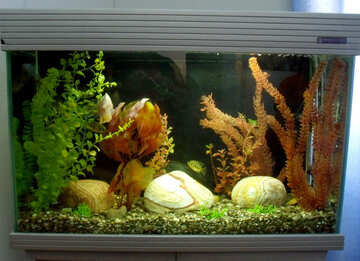 Home aquarium №21435