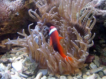 Los peces en los corales №21425