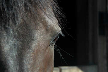 Occhio del cavallo №21897