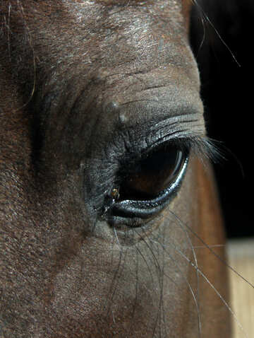 Auge des Pferdes №21866