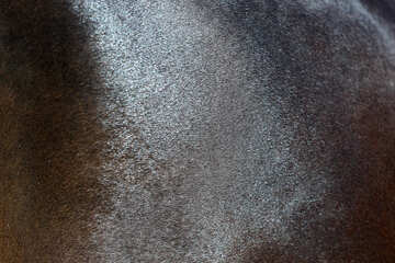 Horse hair texture